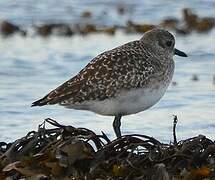 Grey Plover