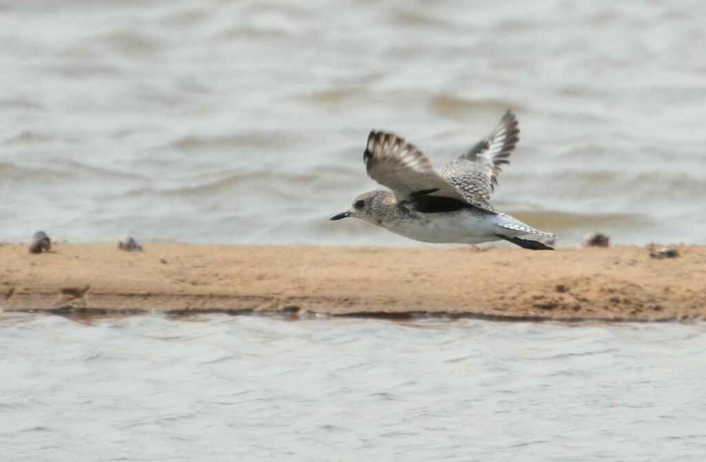 Grey Plover, Flight