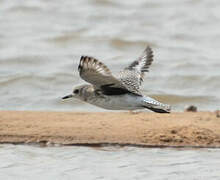 Grey Plover