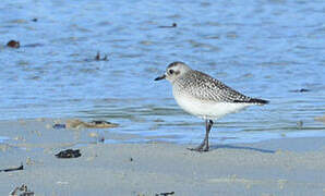 Grey Plover