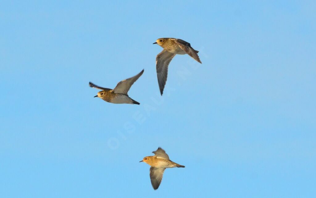 European Golden Plover