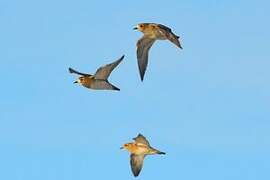 European Golden Plover