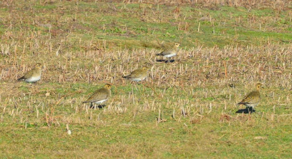 European Golden Plover