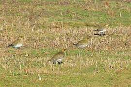 European Golden Plover