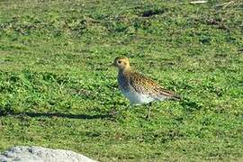 European Golden Plover