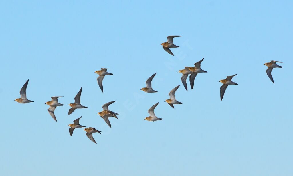 European Golden Plover, Flight