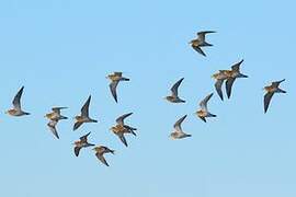 European Golden Plover