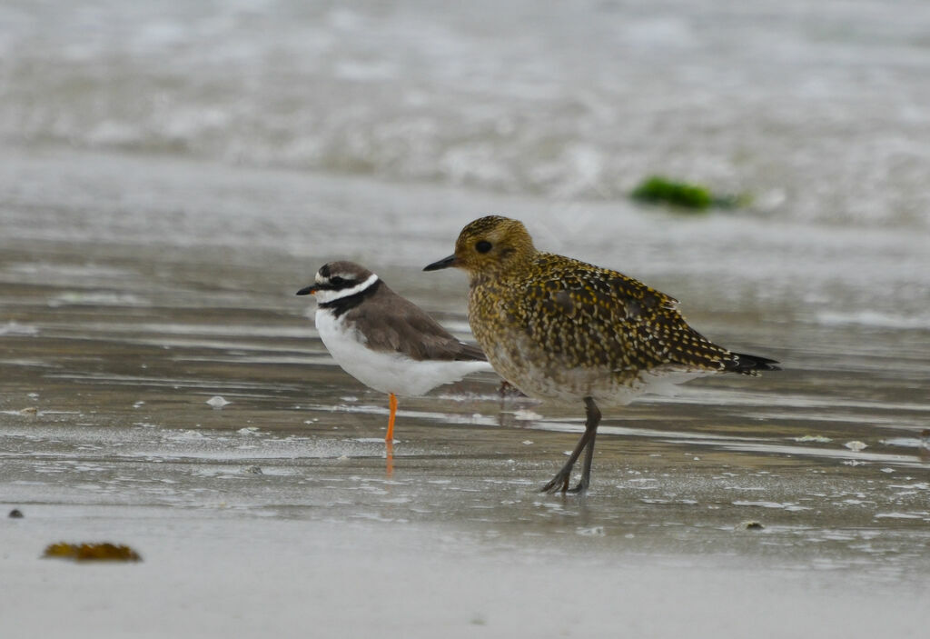 European Golden Ploveradult