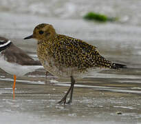 European Golden Plover