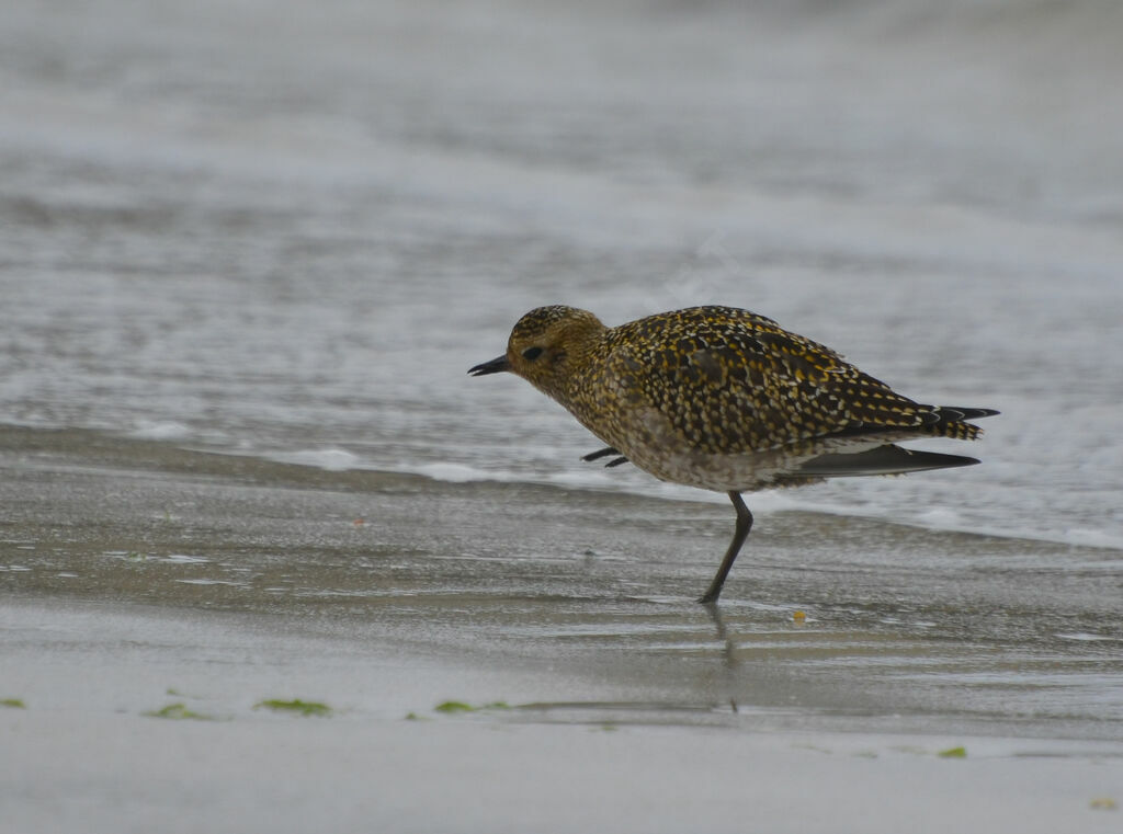 European Golden Ploveradult