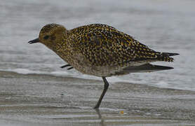 European Golden Plover