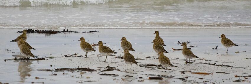 European Golden Plover