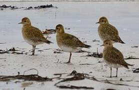 European Golden Plover