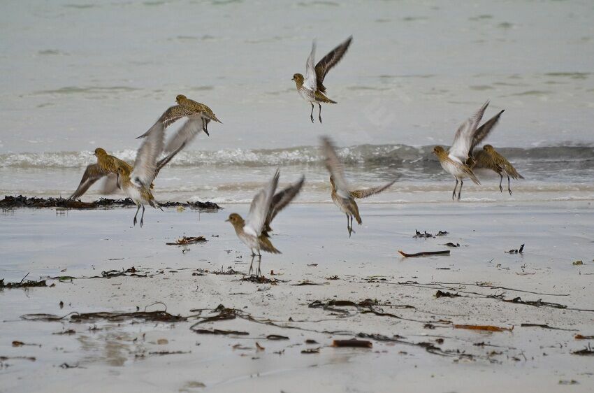 European Golden Plover, Flight