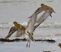 European Golden Plover