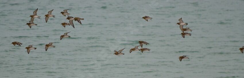 European Golden Plover, Flight