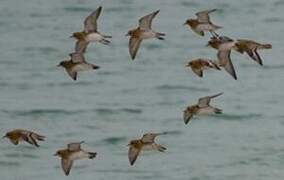 European Golden Plover