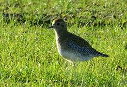 European Golden Plover