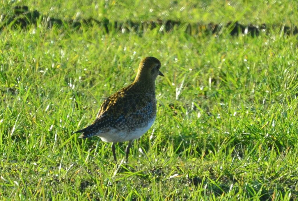 European Golden Ploveradult