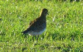 European Golden Plover