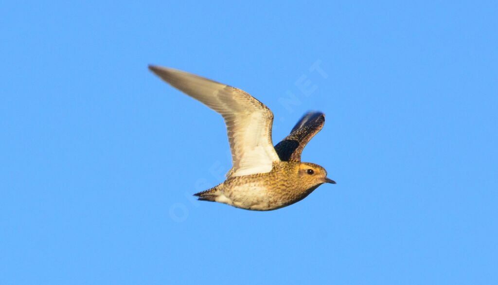 European Golden Ploveradult, identification