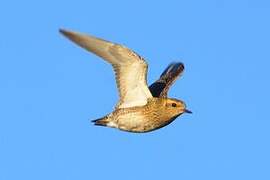 European Golden Plover