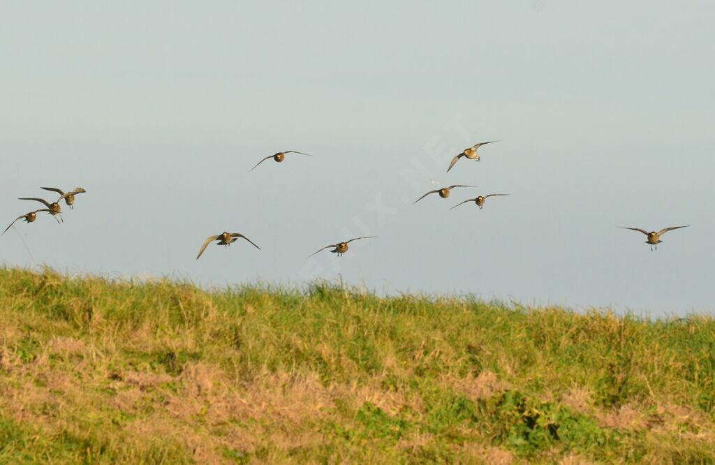 European Golden Plover