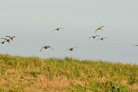 European Golden Plover