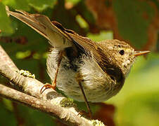 Willow Warbler