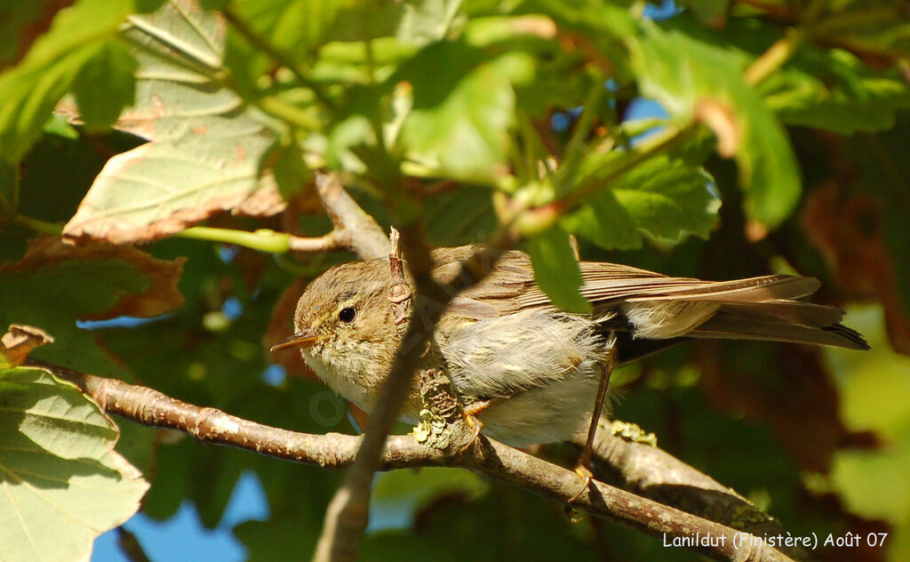 Willow Warbler