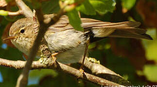 Willow Warbler