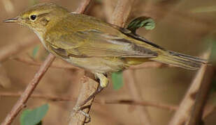 Willow Warbler