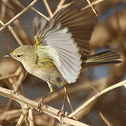 Willow Warbler