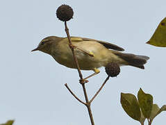 Willow Warbler