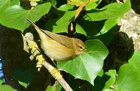 Willow Warbler