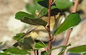 Willow Warbler