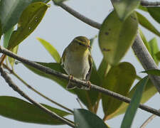 Wood Warbler