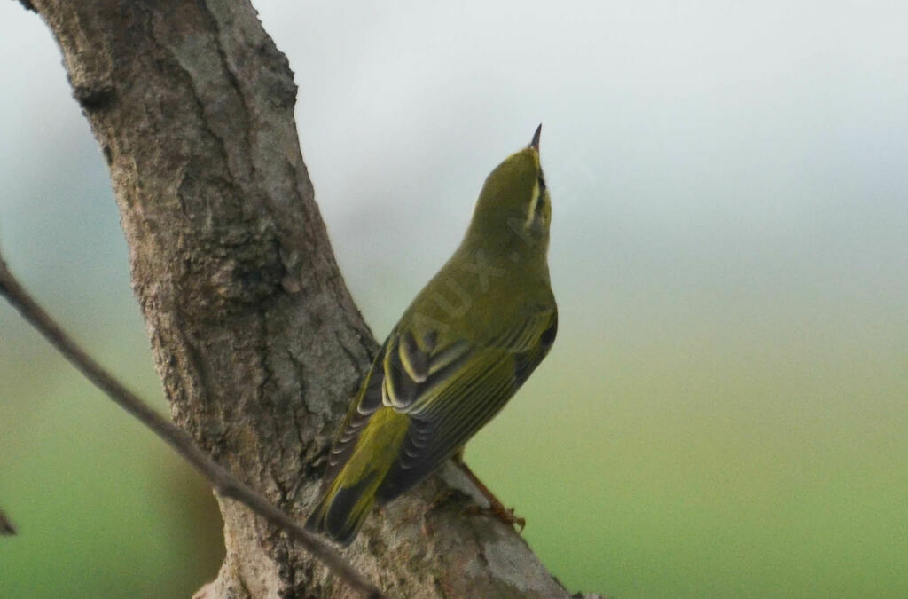 Pouillot siffleuradulte, identification