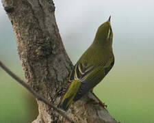 Wood Warbler