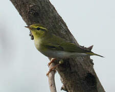 Wood Warbler