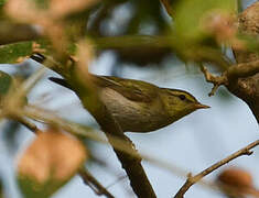 Wood Warbler