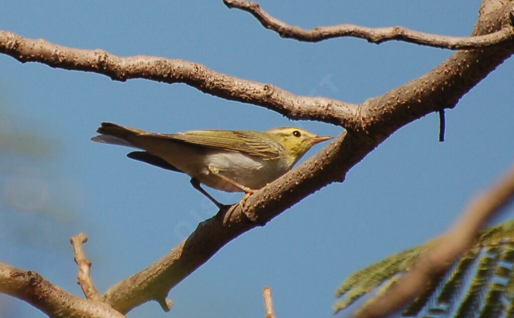 Wood Warbleradult, identification