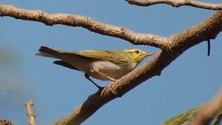 Wood Warbler