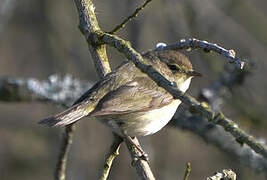 Common Chiffchaff