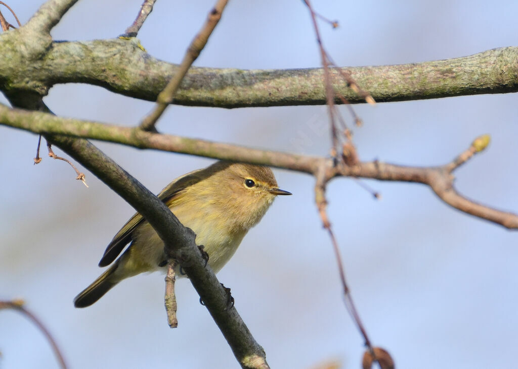 Common Chiffchaffadult