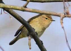 Common Chiffchaff