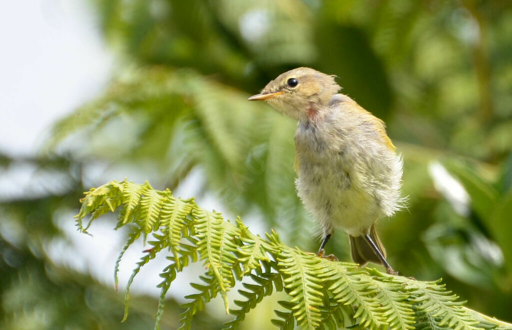 Common Chiffchaffimmature