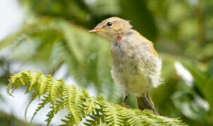 Common Chiffchaff