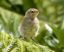 Common Chiffchaff