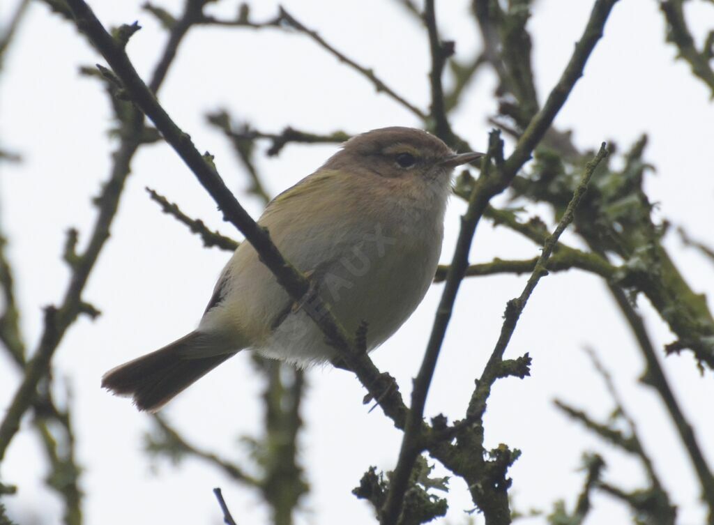 Common Chiffchaffadult